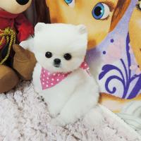 韩系白色俊介犬幼犬多少钱一只 俊介犬图片