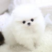 白色博美犬出售 白色博美犬价格多少钱一只幼犬