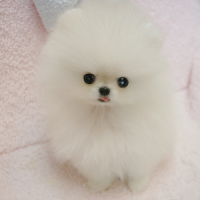 韩系白色爆毛原生态博美犬图片 博美犬出售