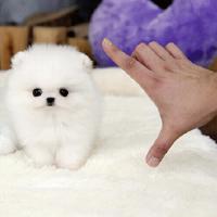 韩系白色哈多利博美狗狗多少钱一只 小型 正宗