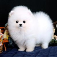 白色博美犬图片多少钱一只幼犬 博美犬出售