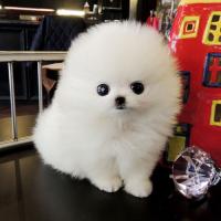 韩系博美犬图片 小型正宗白色博美犬多少钱一只