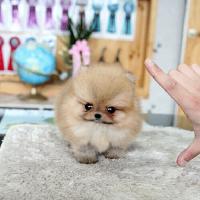 韩系哈多利球形博美犬图片多少钱一只 黄色博美犬价格