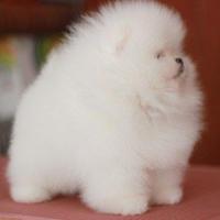 韩系白色爆毛博美犬图片多少钱一只 博美犬幼犬