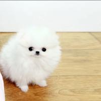 韩系白色博美茶杯犬图片多少钱 白色博美犬价格