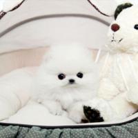 韩系白色博美茶杯犬出售 白色哈多利球形博美图片