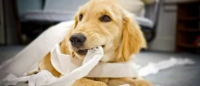 狗狗撕咬卫生纸的危害很大，这些方法能解决