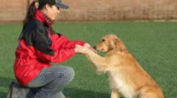 6条训练狗狗的技巧，让你训练过程中事半功倍