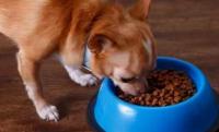 怎样喂狗粮 怎么让狗狗喜欢吃狗粮