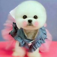 北京小体俊介犬多少钱一只白色 哈多利系博美犬图片
