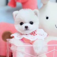 北京俊介养殖基地 白色俊介狗图片 白色俊介犬价格