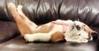 小狗睡觉时的姿势 狗狗的睡觉姿势代表什么