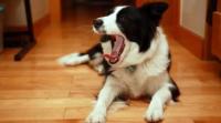 如何让狗狗自己在家的时候不会乱叫 防止狗狗叫