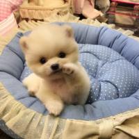 北京纯种奶油色俊介幼犬多少钱一只 英式博美图片