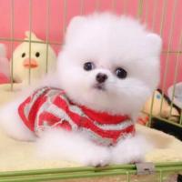 北京白色俊介装多少钱一只 纯种俊介犬价格