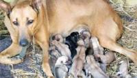 狗妈妈如何给新出生幼犬哺乳？