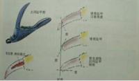 狗狗害怕剪指甲怎么办，狗狗不让剪指甲有什么好办法