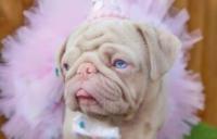 全球不到100隻！软萌巴哥犬“粉色鼻＋蓝眼睛”成超夯网红：偶很美吧～