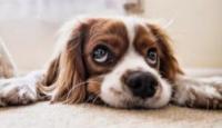 “开！心！点！”最近研究发现：你的狗狗和你的压力水平可能是同步的，你知道吗？