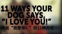 我家狗狗到底有多爱我？有这“11种”表现，证明你的狗狗很爱你