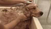 在家和在外洗澡判若两狗？狗就是在针对身为铲屎官的你！