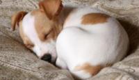 原来狗狗侧睡超忠心?! 6种汪星人常见睡姿大解密！来看你家狗狗是哪种类型！！