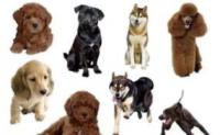 狗狗体型的5大分类，快来看看哪种适合你养？