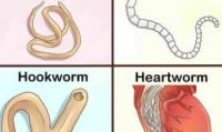 辨别狗狗体内不同种类的寄生虫