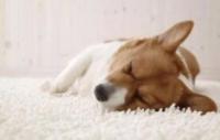 如何训练出一条乖乖听话的狗狗，改变狗狗的睡眠环境和习惯很重要！