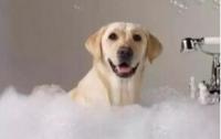 怎么给狗狗洗澡才能干净 ？狗狗洗澡教程！