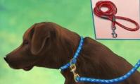 狗狗用哪种牵引绳舒服？如何为你的狗狗选择合适的牵引绳？