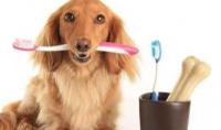 狗狗口臭怎么解决？给狗刷牙用什么？