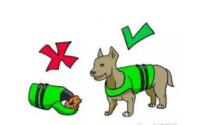 如何给狗狗选择宠物救生衣