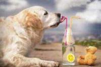 这五种“水”，就别给狗狗喝了，后果很严重！