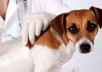 关于狗狗打疫苗那些事儿你知道多少呢