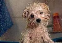 给狗子洗一个澡真的那么简单吗？